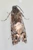 Pammene splendidulana